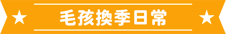 毛孩換季日常