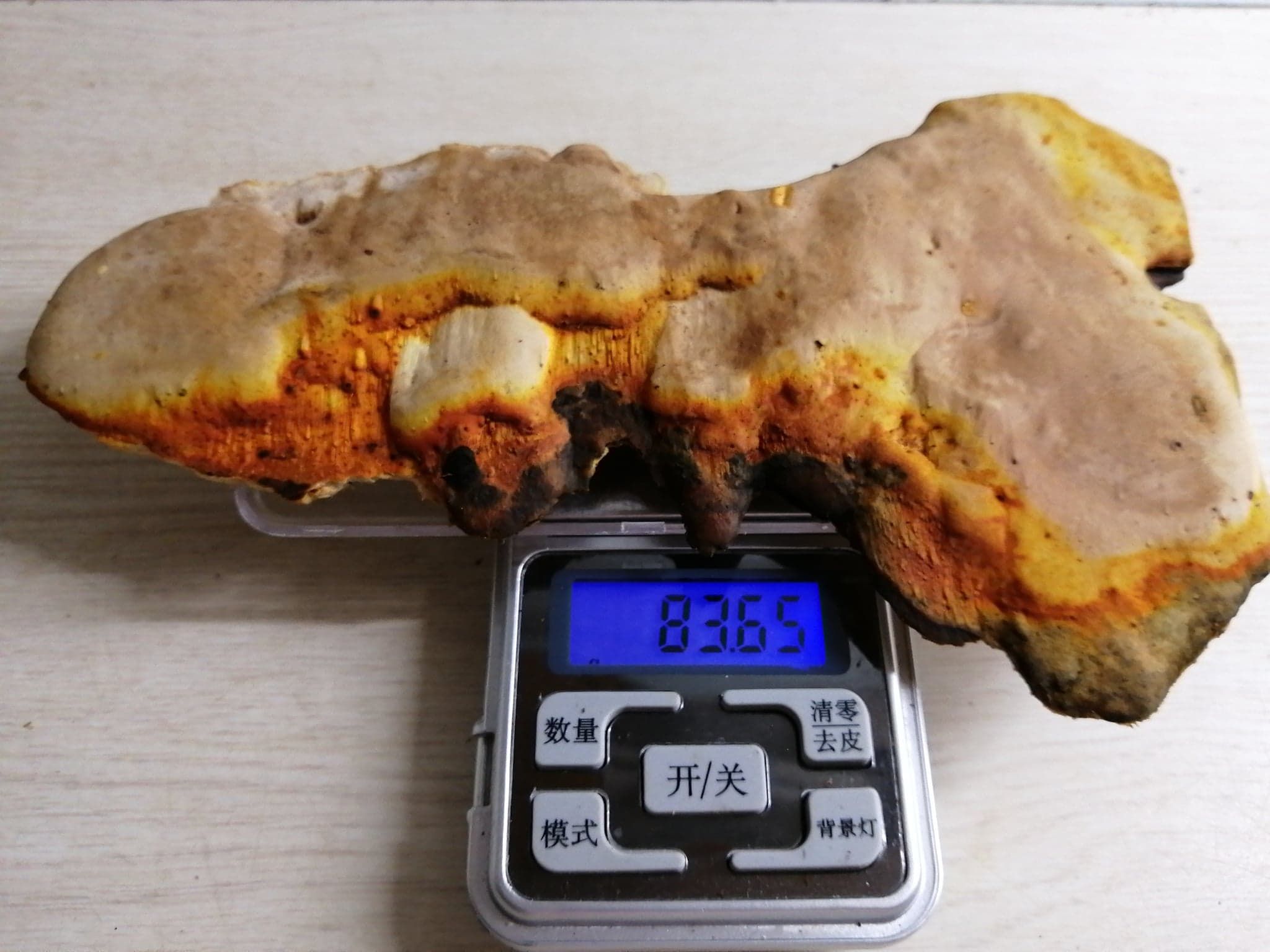 白牛樟芝滴丸顆粒.超臨界高濃縮台灣野生牛樟椴木養殖牛樟芝（菇）子實體顆粒.本賣場提供多種優惠方案以利選購