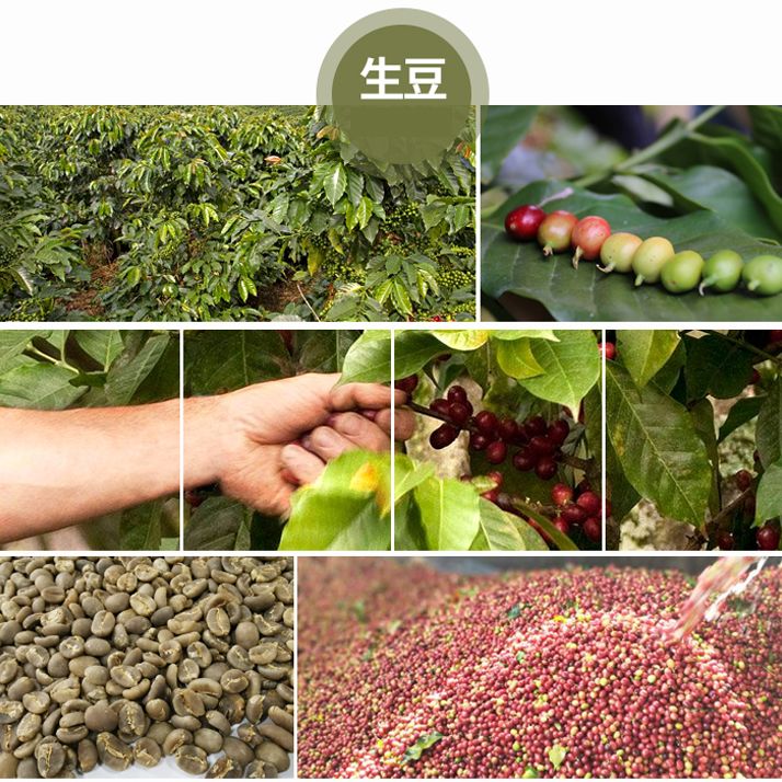 1kg生豆 咖啡生豆 咖啡豆 馬拉威藝妓 耶加雪夫 衣索比亞 特級藍山 巴拿馬 巴西國寶 瓜地馬拉 肯亞 哥倫比亞000