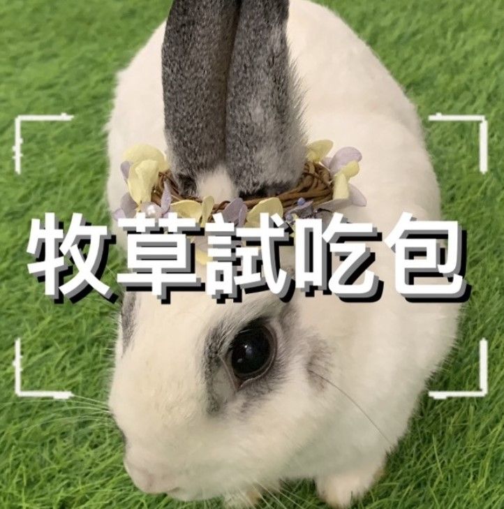 牧草試吃包 提摩西 甜燕麥 牧草 苜蓿草 兔子牧草 兔牧草 提摩西草 兔草 苜蓿草 甜燕麥