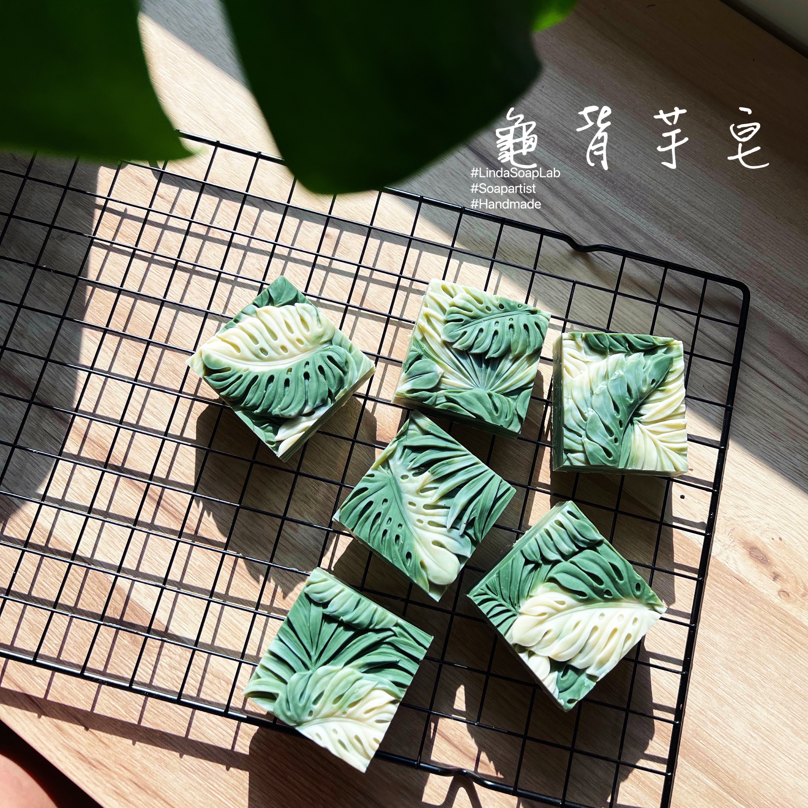 龜背芋皂
