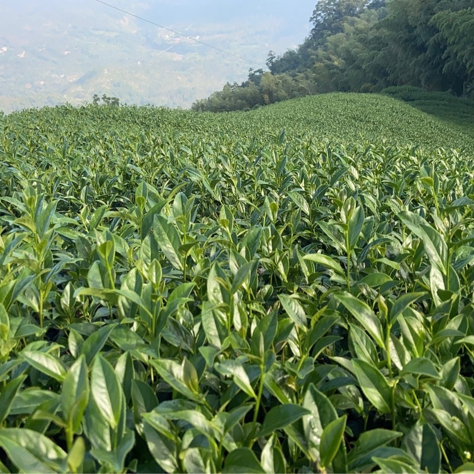 阿里山烏龍茶 冬季 2025/11月採摘