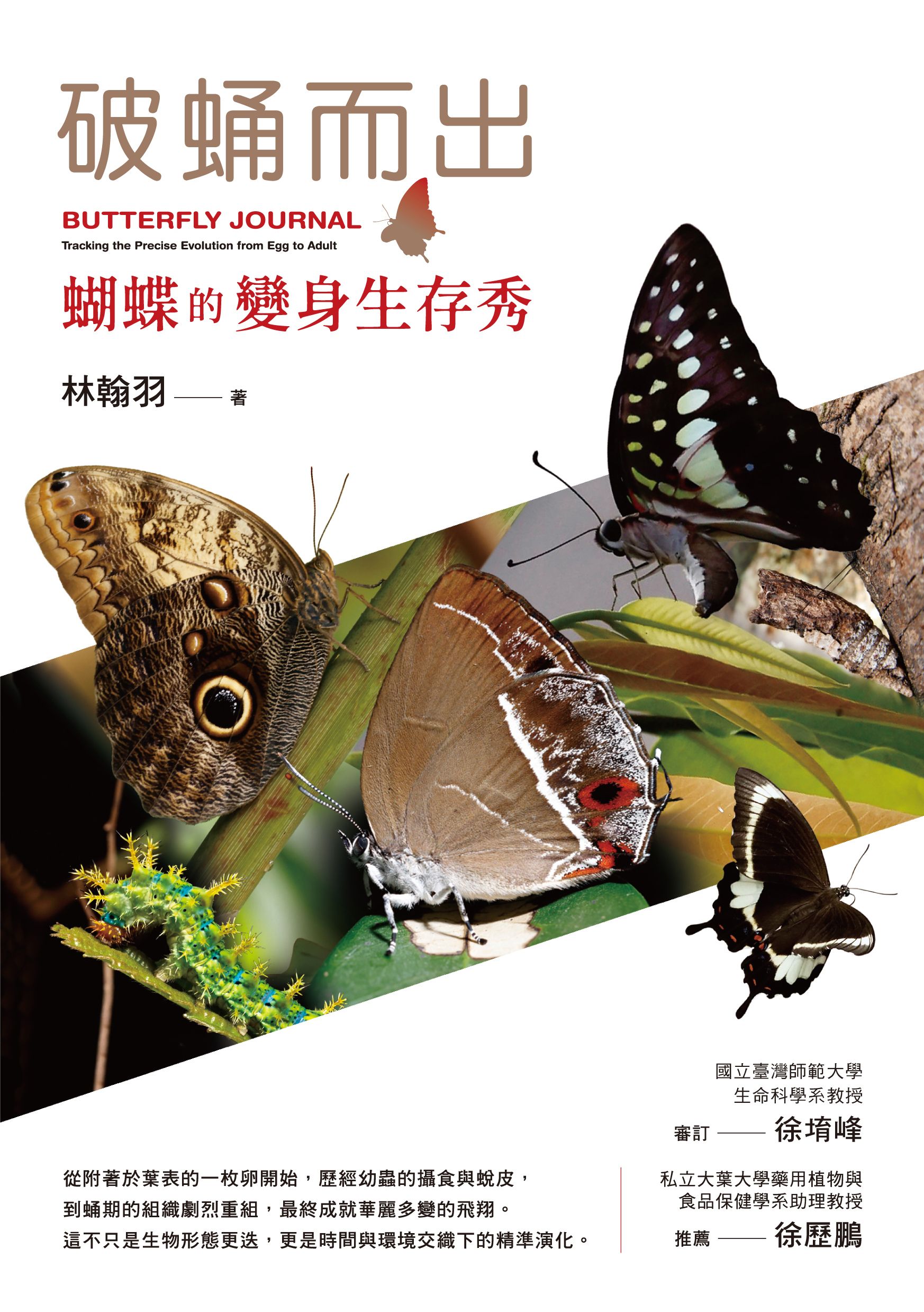 《破蛹而出：蝴蝶的生存變身秀》