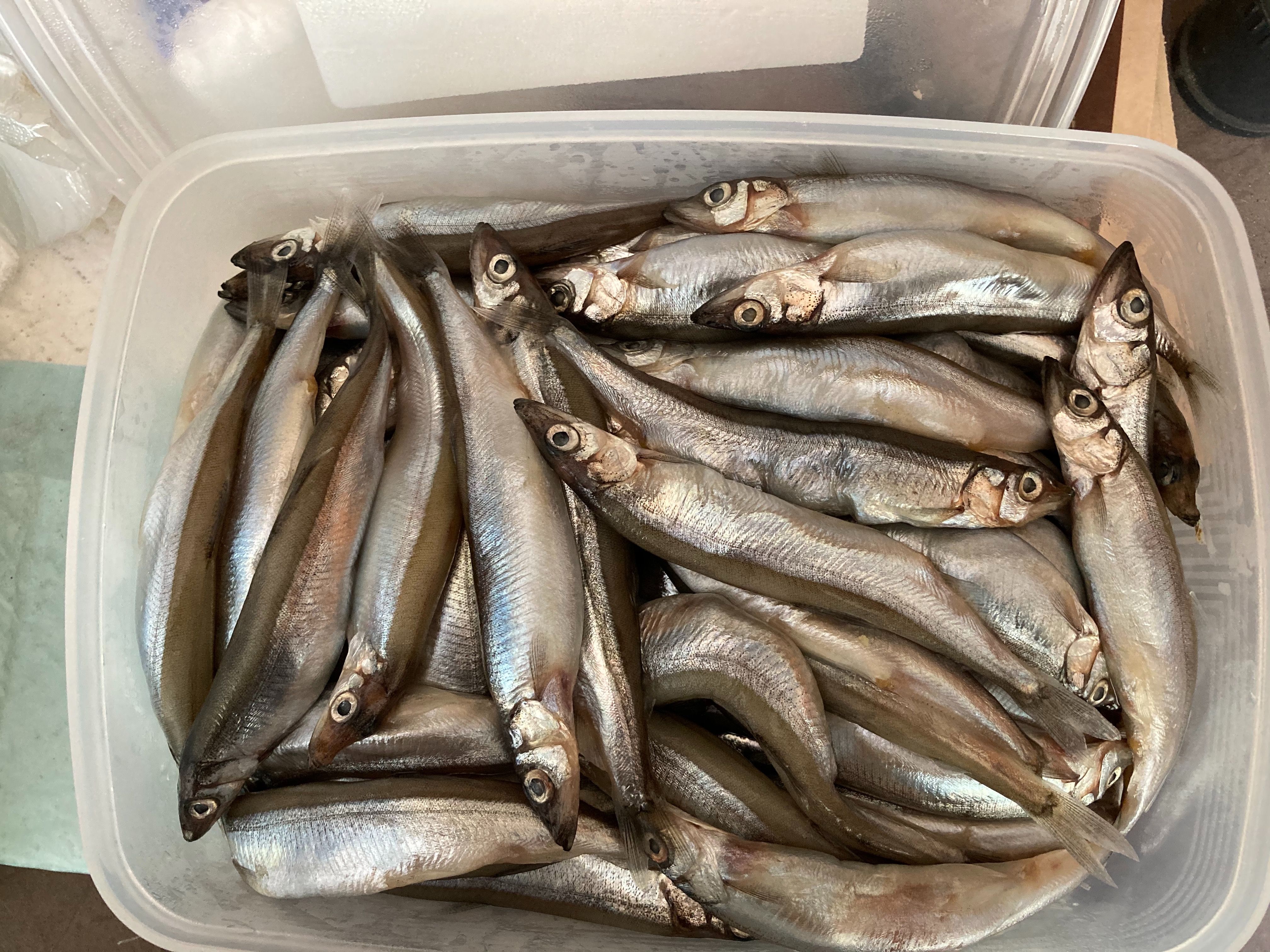 寵物原味柳葉魚乾