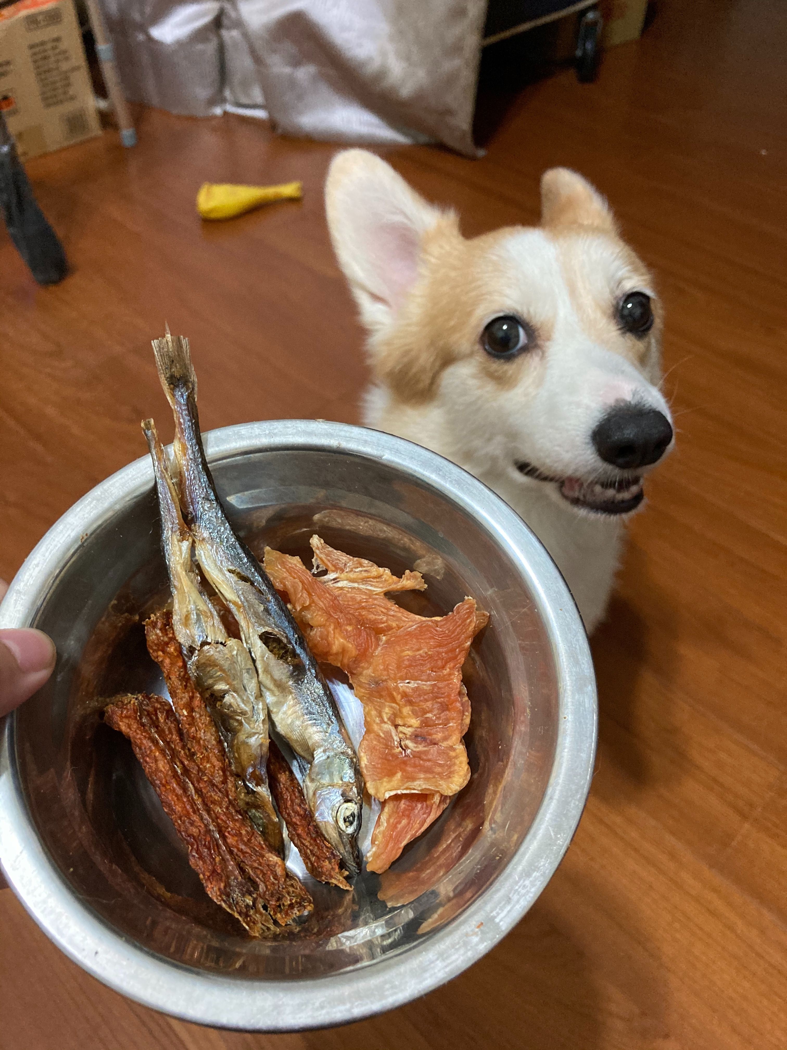 寵物肉乾