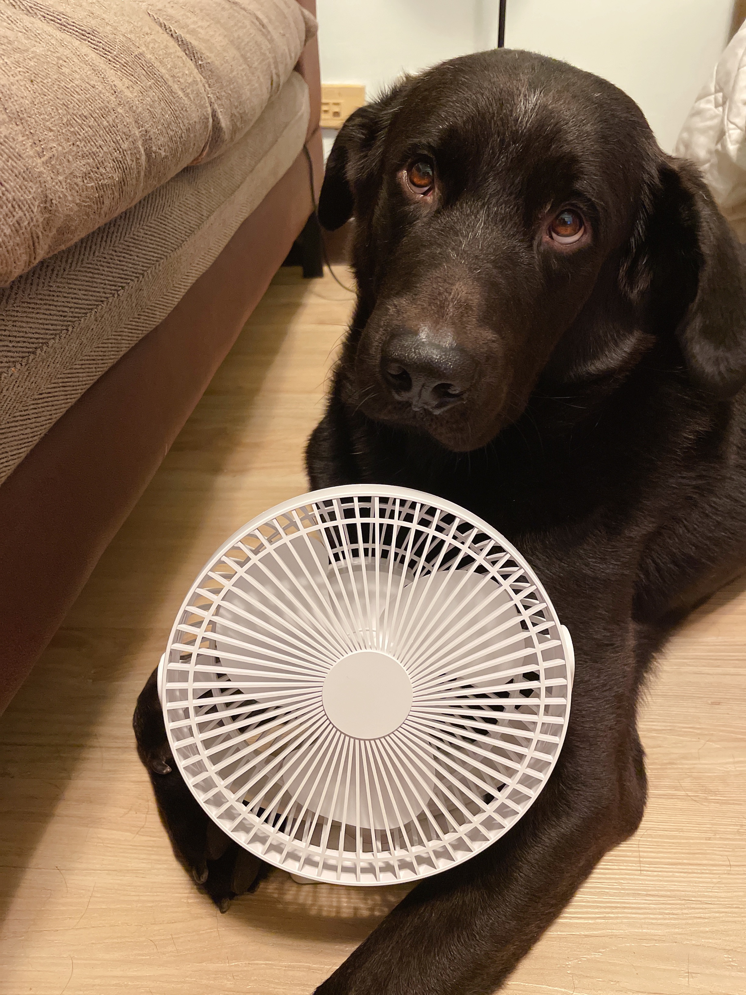 8吋無線風扇（電池10000毫安培超大容量）