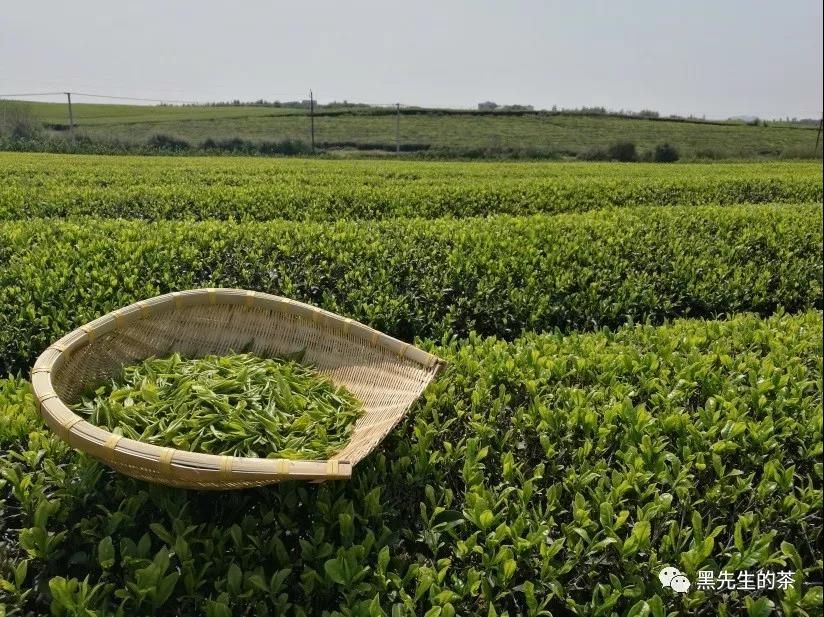 世界精品綠茶選茗 （西湖龍井，安吉白茶，黃山毛峰）