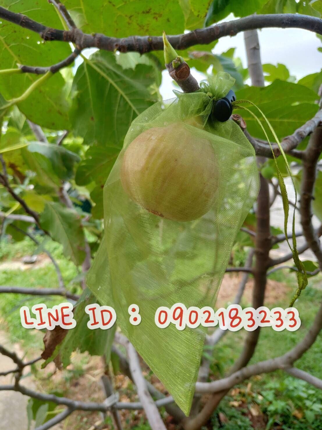 新款按壓扣防鳥拆高密度高透氣水果網袋