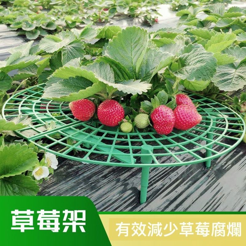 草莓架