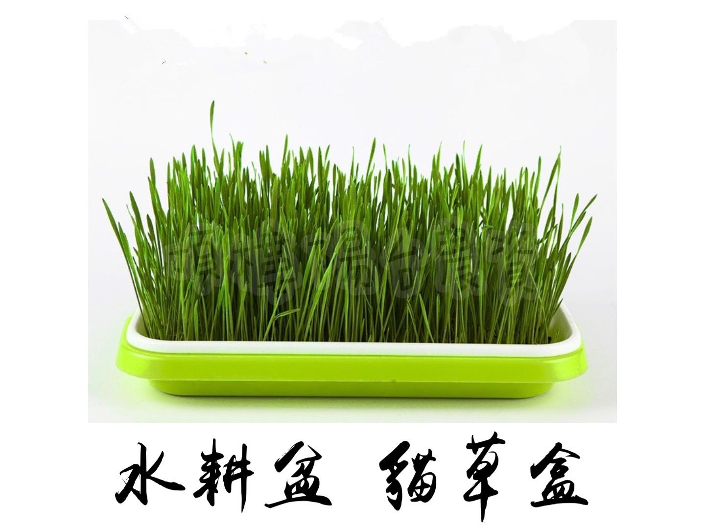 【現貨速出】水耕盆 貓草盒 豆苗盆 水盤 盆栽 種植盆 無土栽培 水培 3色 頂樓陽台農資