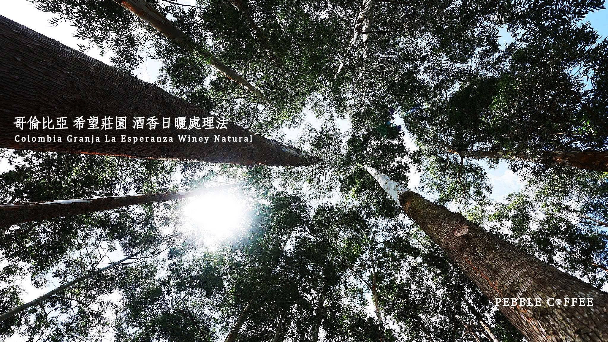 哥倫比亞 希望莊園 酒香日曬處理 淺中焙
