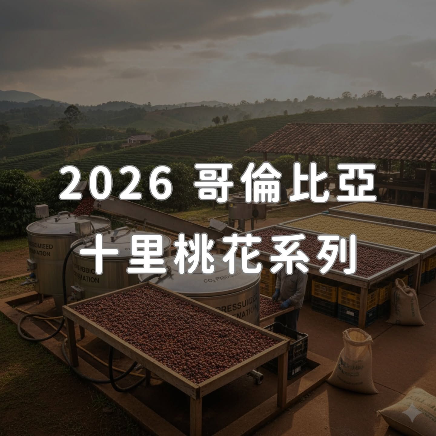 哥倫比亞 瑪格莉特 桃語花香 葡萄乾厭氧水洗 淺中烘