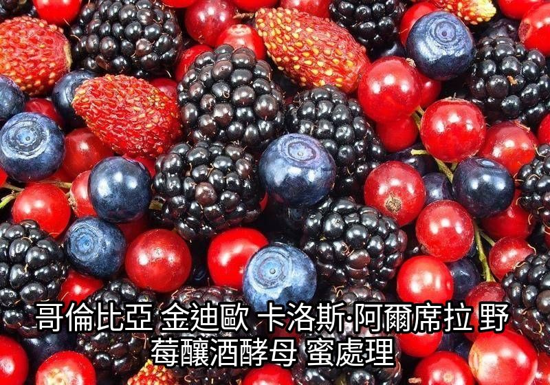 哥倫比亞 金迪歐 卡洛斯·阿爾席拉 釀酒酵母 蜜處理 三重奏