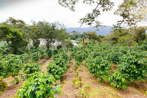 巴拿馬 博奎特 沃肯藝伎 水洗