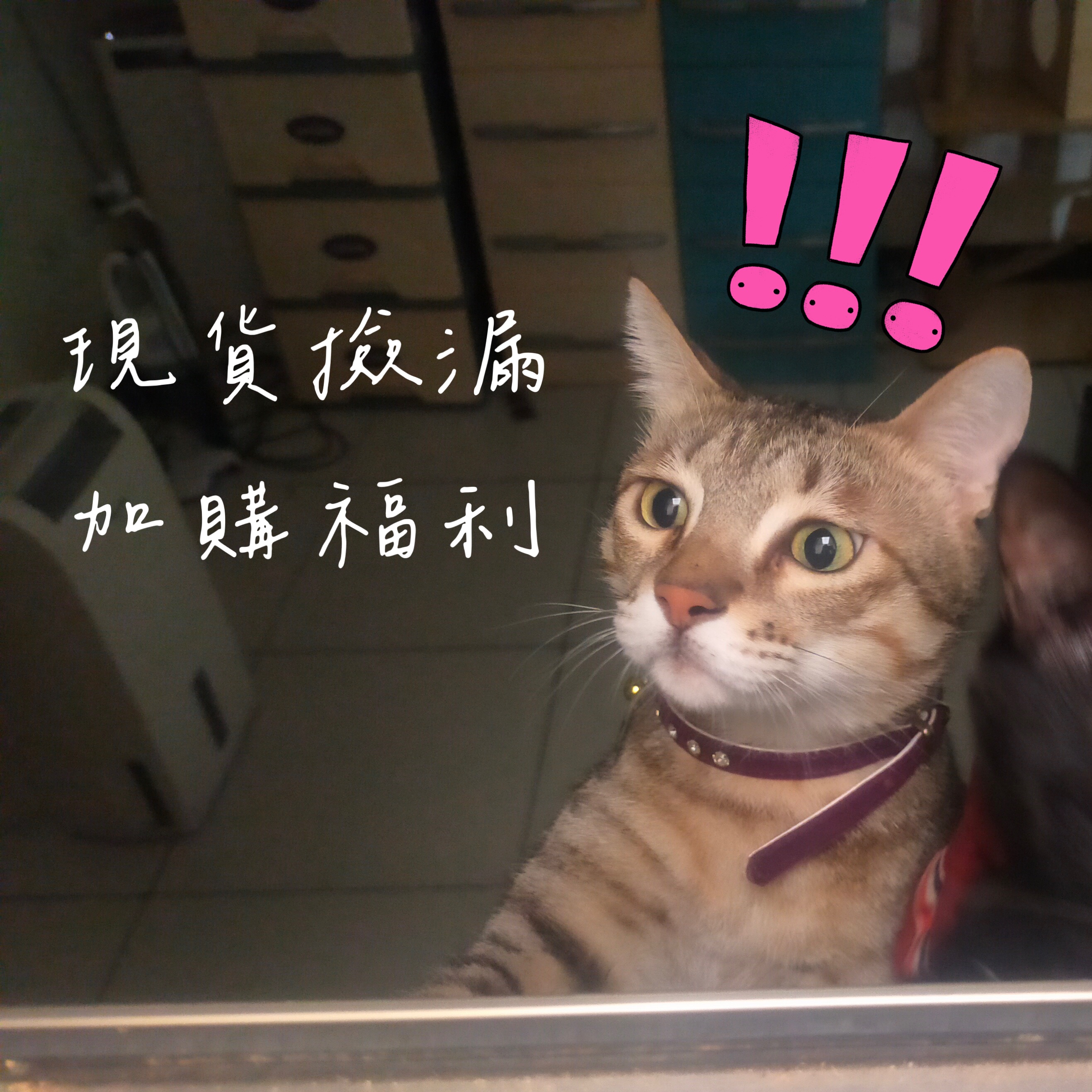 ！現貨專區！不定期更新（3）