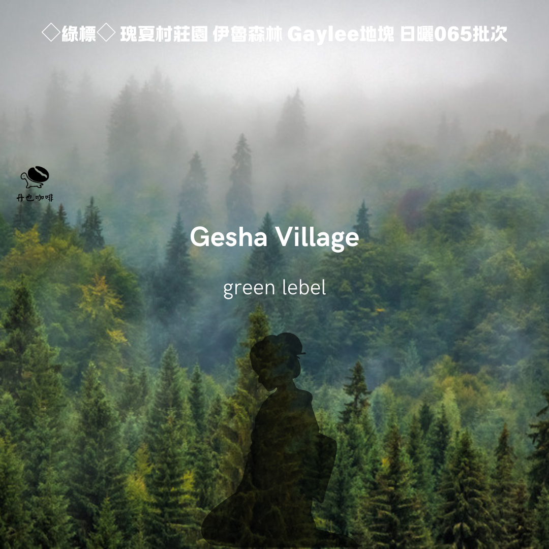 六月新豆＜淺中焙＞衣索比亞 瑰夏村 伊魯森林 綠標批次 / 日曬 / 馥郁花香 水蜜桃 茶感