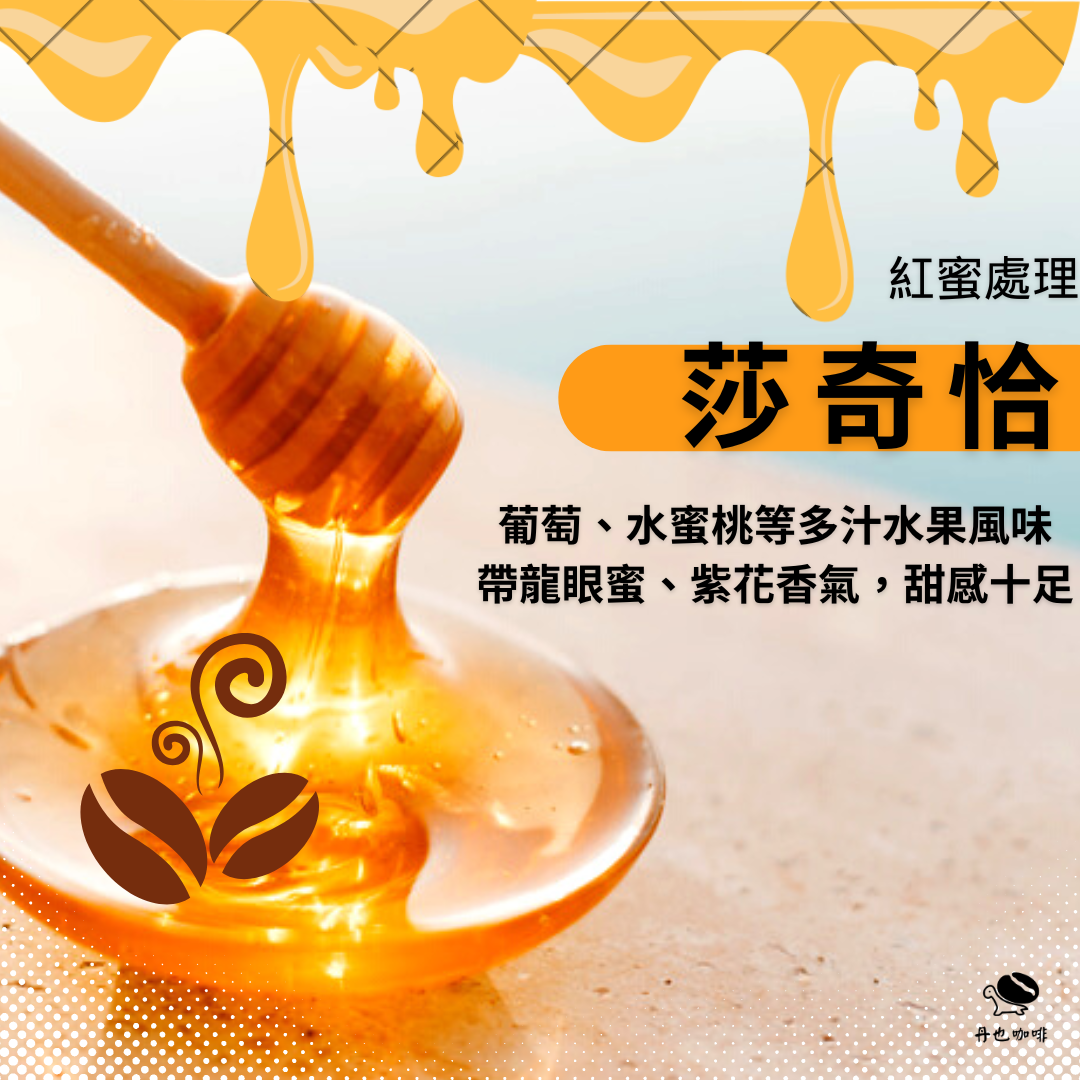 完售＜淺焙＞莎奇恰 / 衣索比亞 衣索比亞 古吉 柯爾洽 莎奇恰處理廠 / 紅蜜處理法 / 葡萄 水蜜桃 龍眼蜜 紫花
