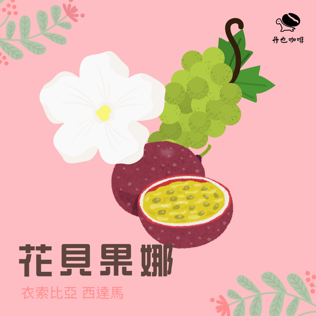 ＜淺中焙＞花貝果娜 / 衣索比亞 水洗 西達馬 / 水洗 / 野薑花 麝香葡萄 百香果
