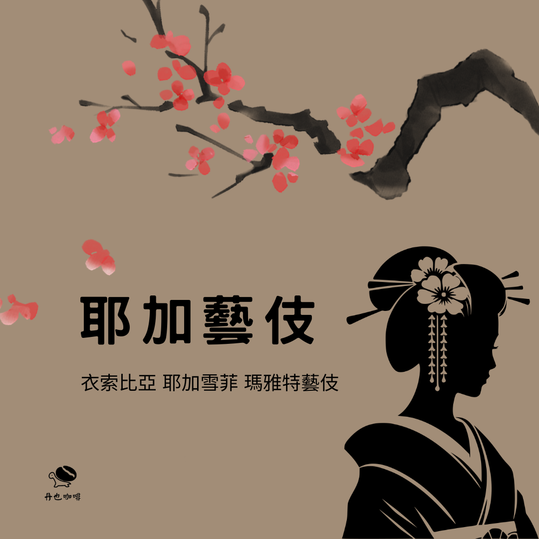 ＜淺焙＞耶加藝伎 / 耶加雪菲 瑪雅特藝伎 / 日曬 / 茉莉蜜香 藍莓 芒果