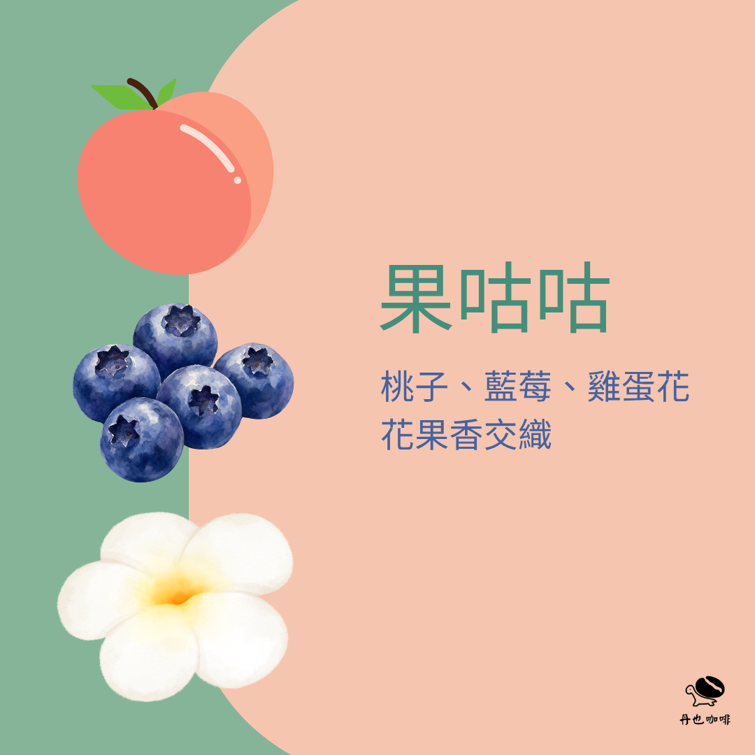 7月新豆＜淺焙＞果咕咕 / 衣索比亞 古吉 烏拉嘎 / 日曬 / 桃子 藍莓 雞蛋花