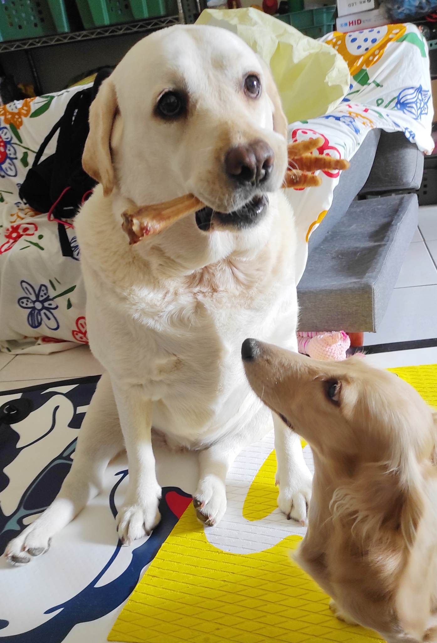 耐咬零食 ~火雞大腳 潔牙