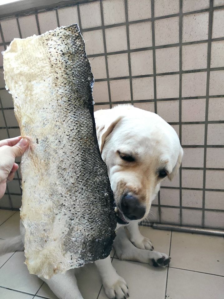 鮭魚脆片，（遇到鮭魚皮小隻.小片會多給1片）