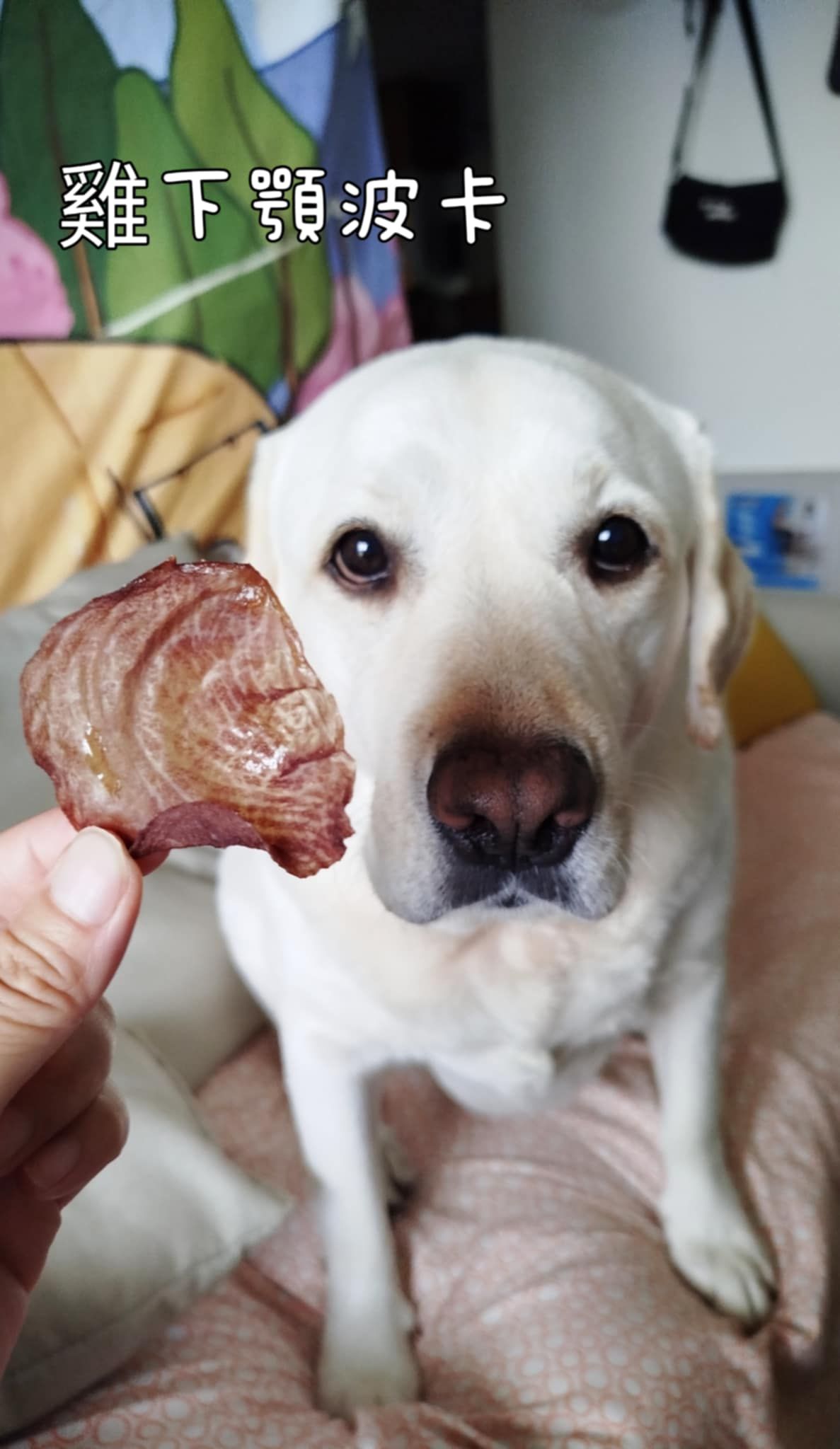 寵物零食自製 | 雞波卡 脆脆波卡 任何大中小老毛