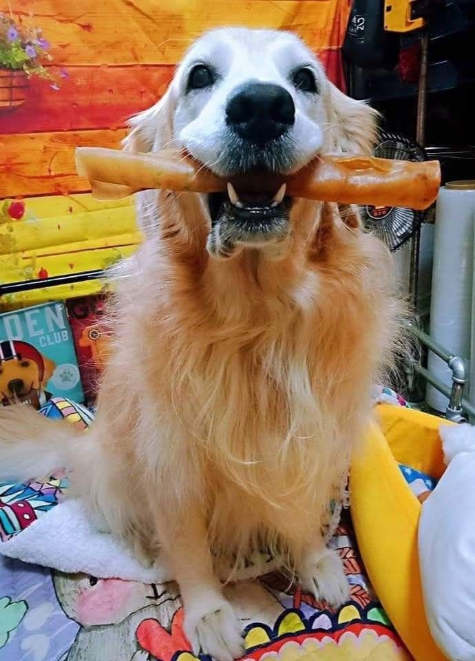 耐咬豬皮捲