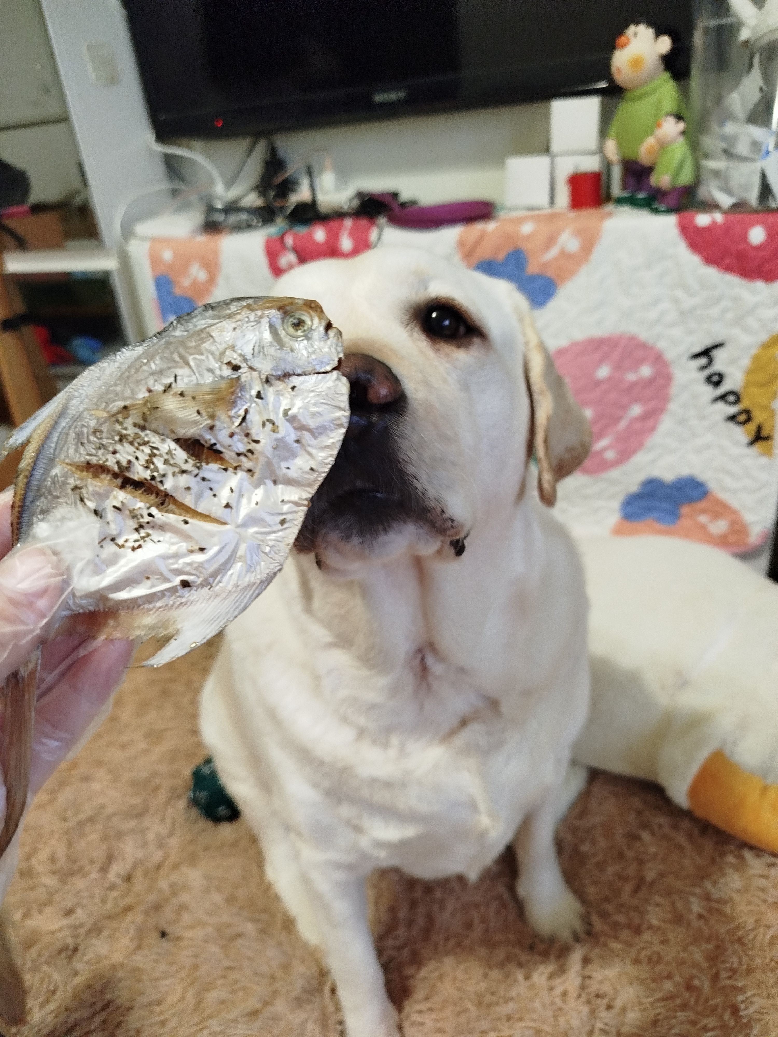 寵物零食 貓貓 狗狗 咬咬鯧魚 可以把肉破開加入飼料更加美味