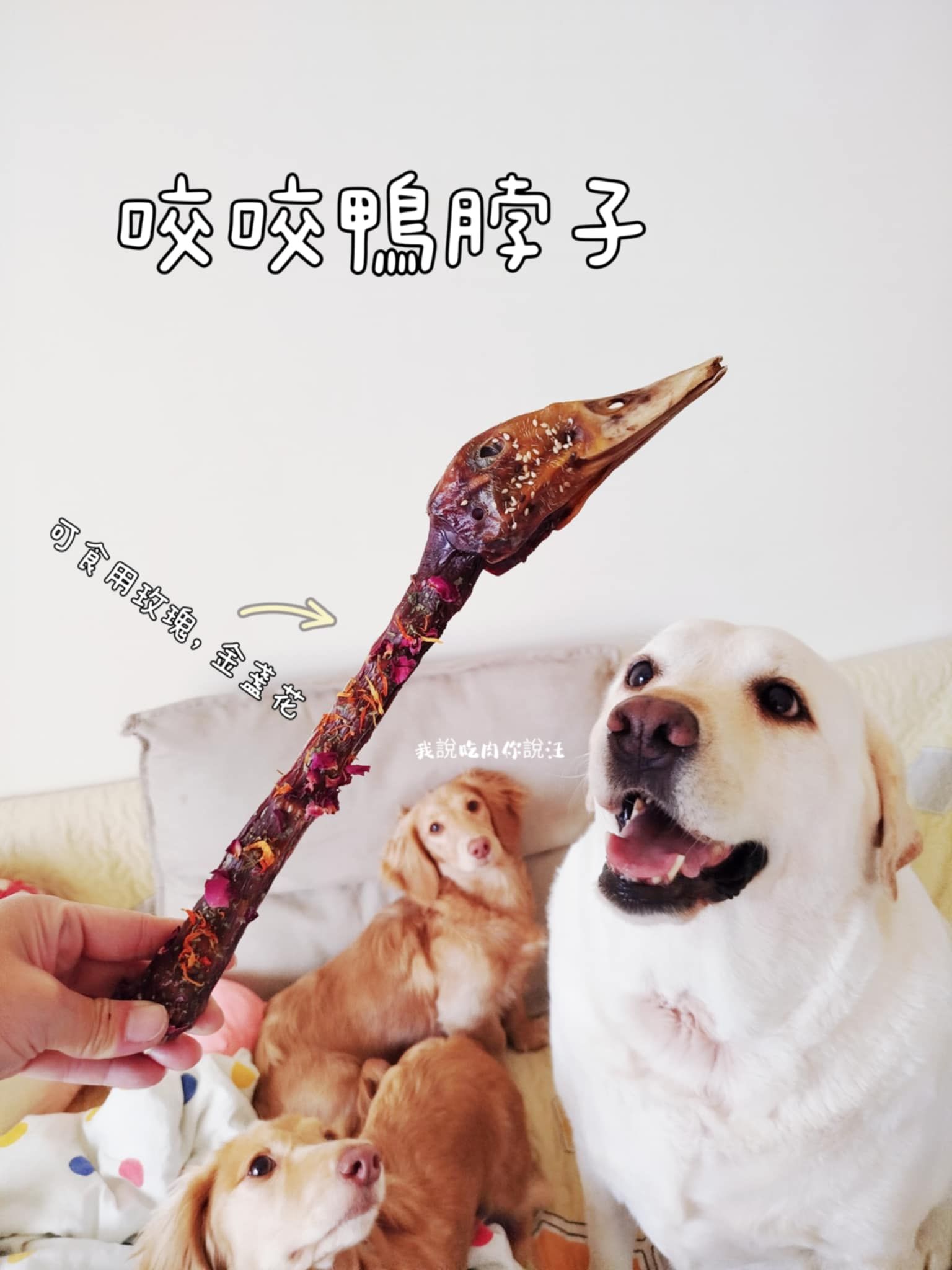 寵物手工零嘴，寵物零食，自製|烘乾鴨脖+頭  、買10送2