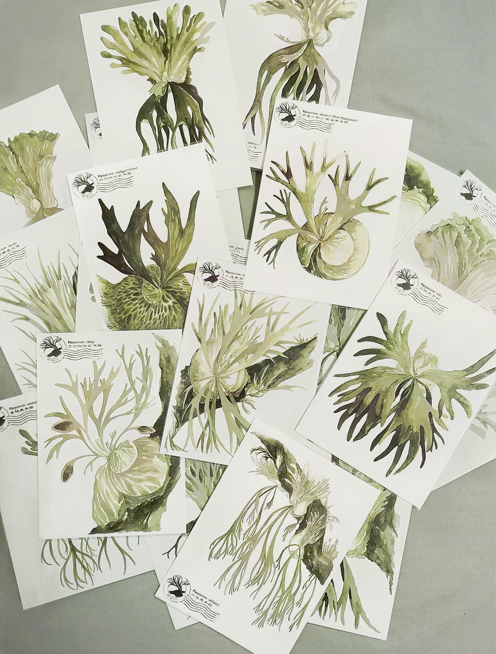 18種原生鹿角蕨手繪插畫明信片