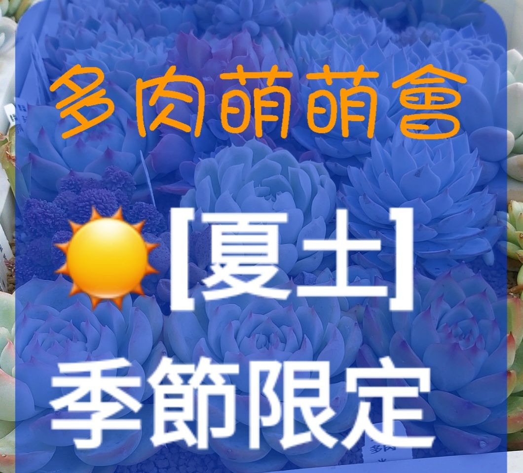 夏土~季節限定