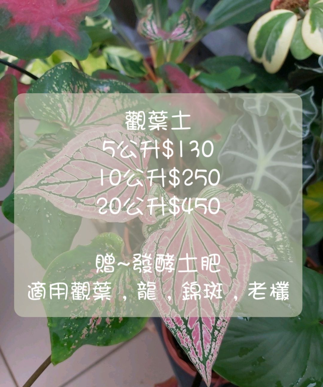 觀葉土（多肉萌萌會）