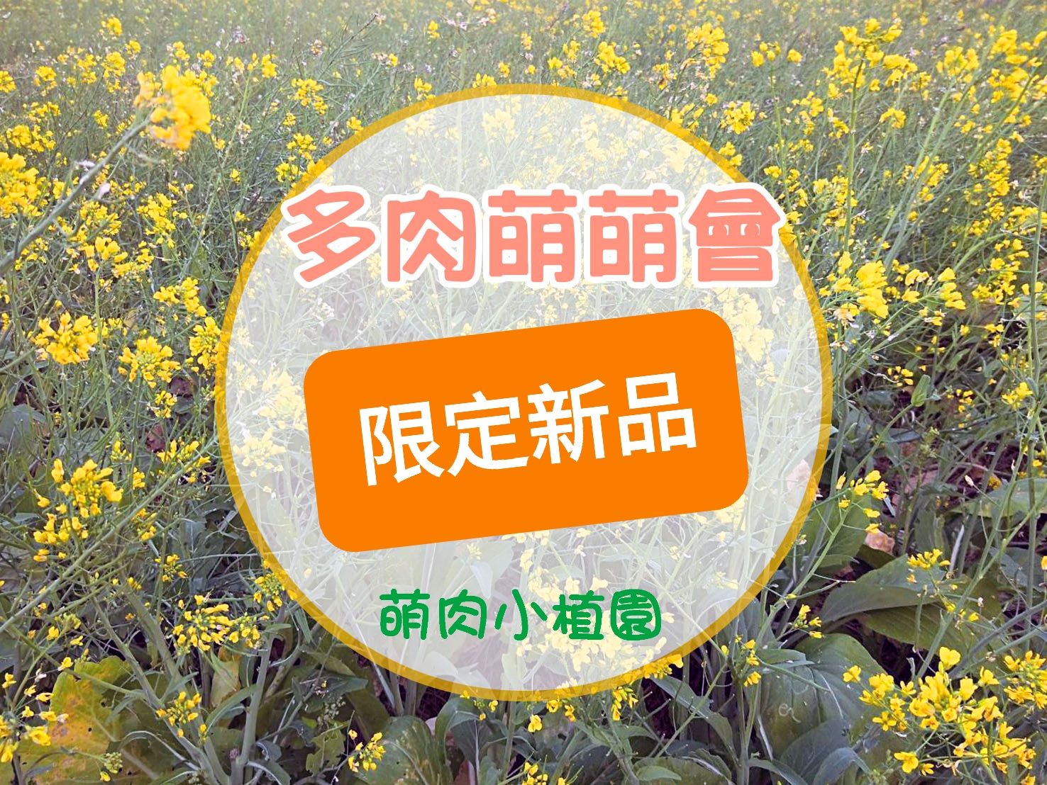 油菜花～多肉萌萌萌會～限定版