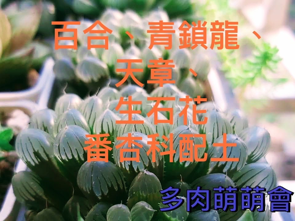 百合專用土：生石花、百合科、青鎖龍，天章，生石花番杏顆配土