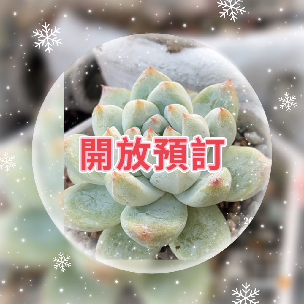 季節限定