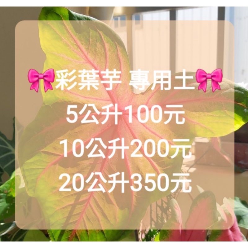 彩葉土、多肉萌萌會