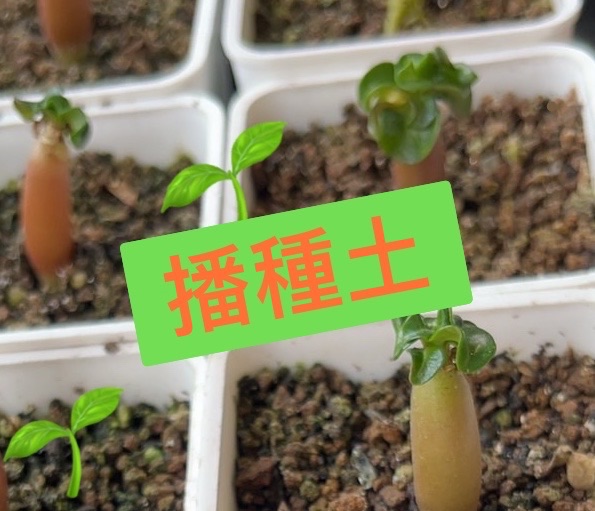 播種土
