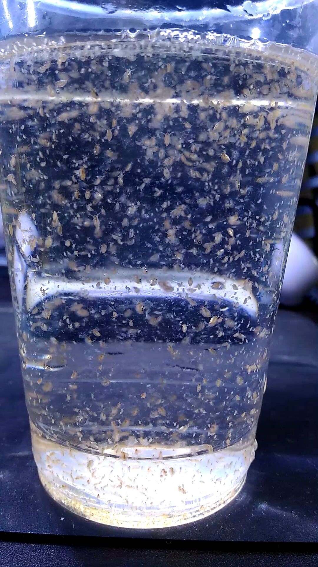 （有現貨）水蚤（讓養蚤的效果更好）（當天下訂當天出貨）