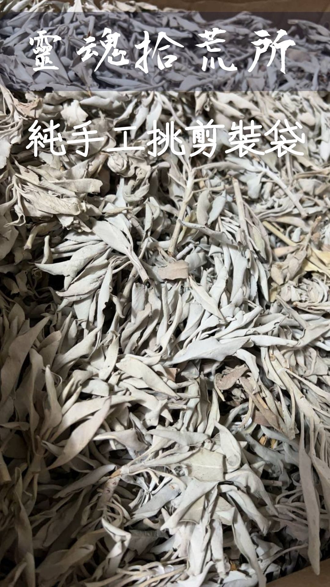 美國 白鼠尾草   Salvia apiana/White sage 散葉 香粉 驅邪 淨化