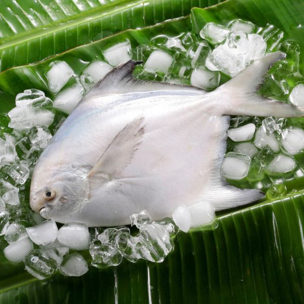鮮嫩特大野生白鯧魚（700-800g/尾）