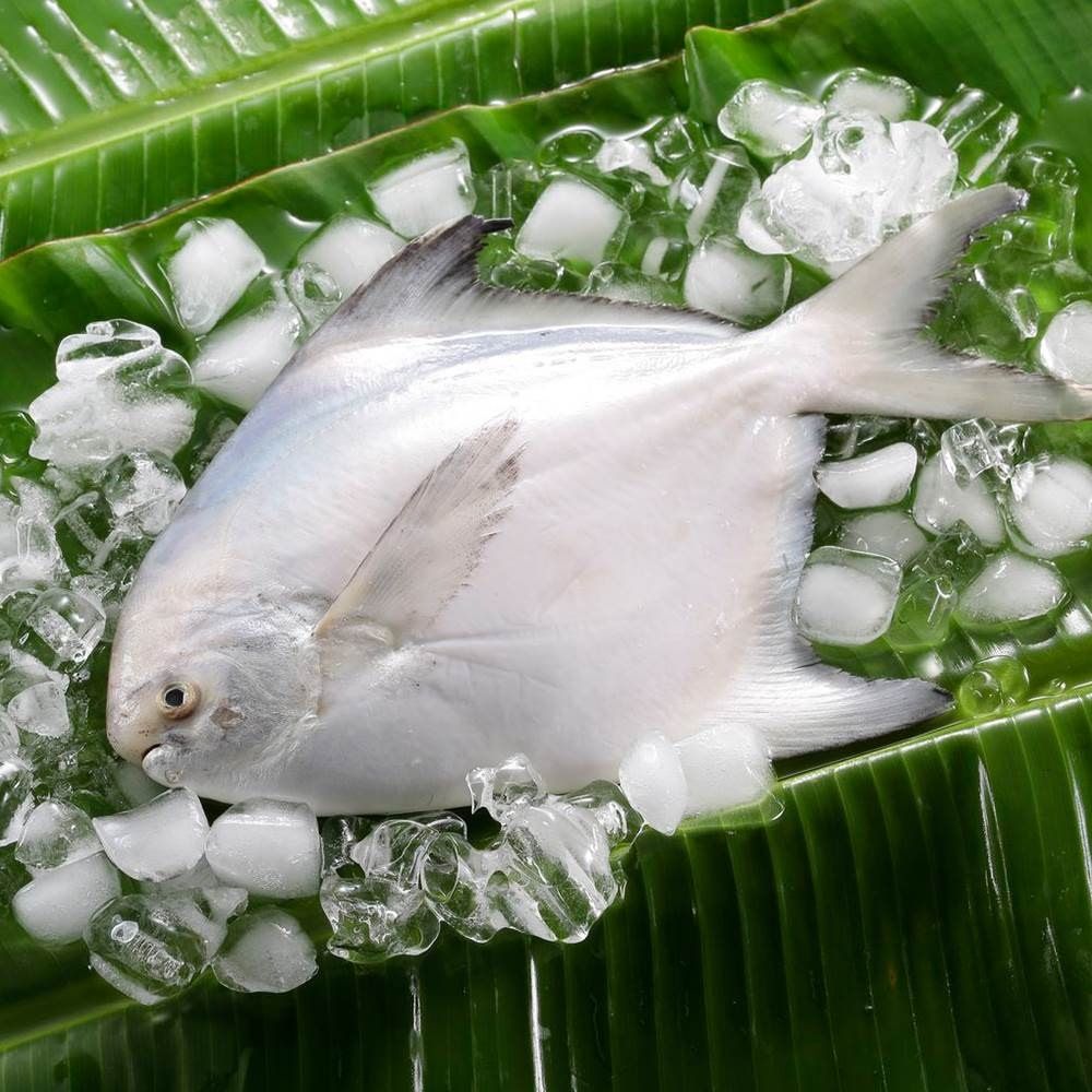 鮮嫩特大野生白鯧魚（300-380g/尾）