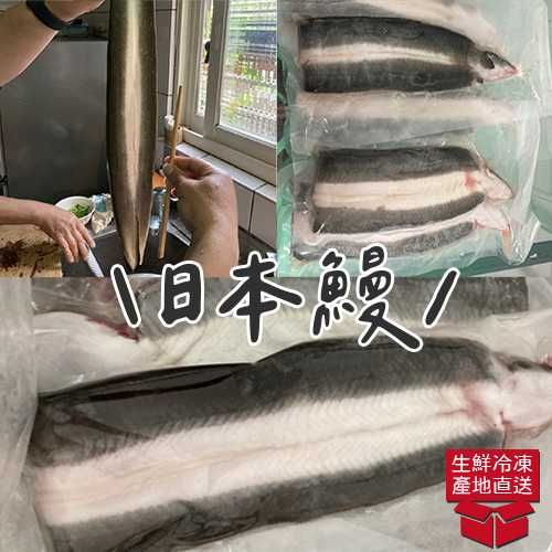 生鮮鰻魚（已去骨）【1尾1入】/產地直送/外銷日本極品/冷凍品/現貨/可自取（台北士林）