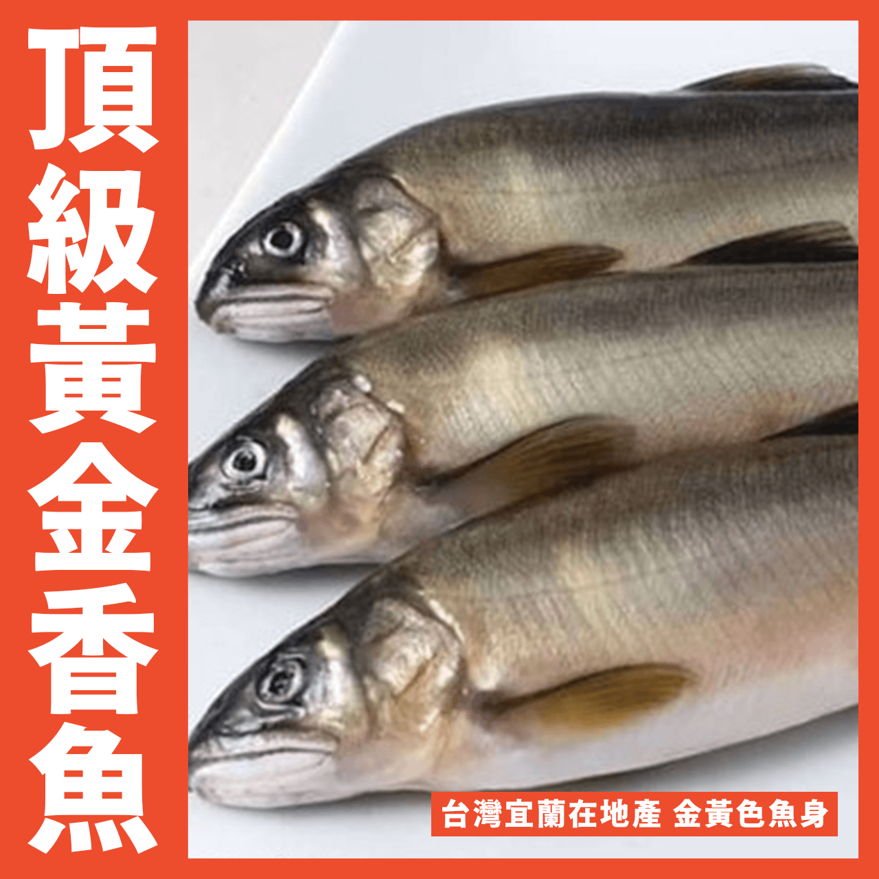 【天天來海鮮】14尾香魚/1000克/1盒
