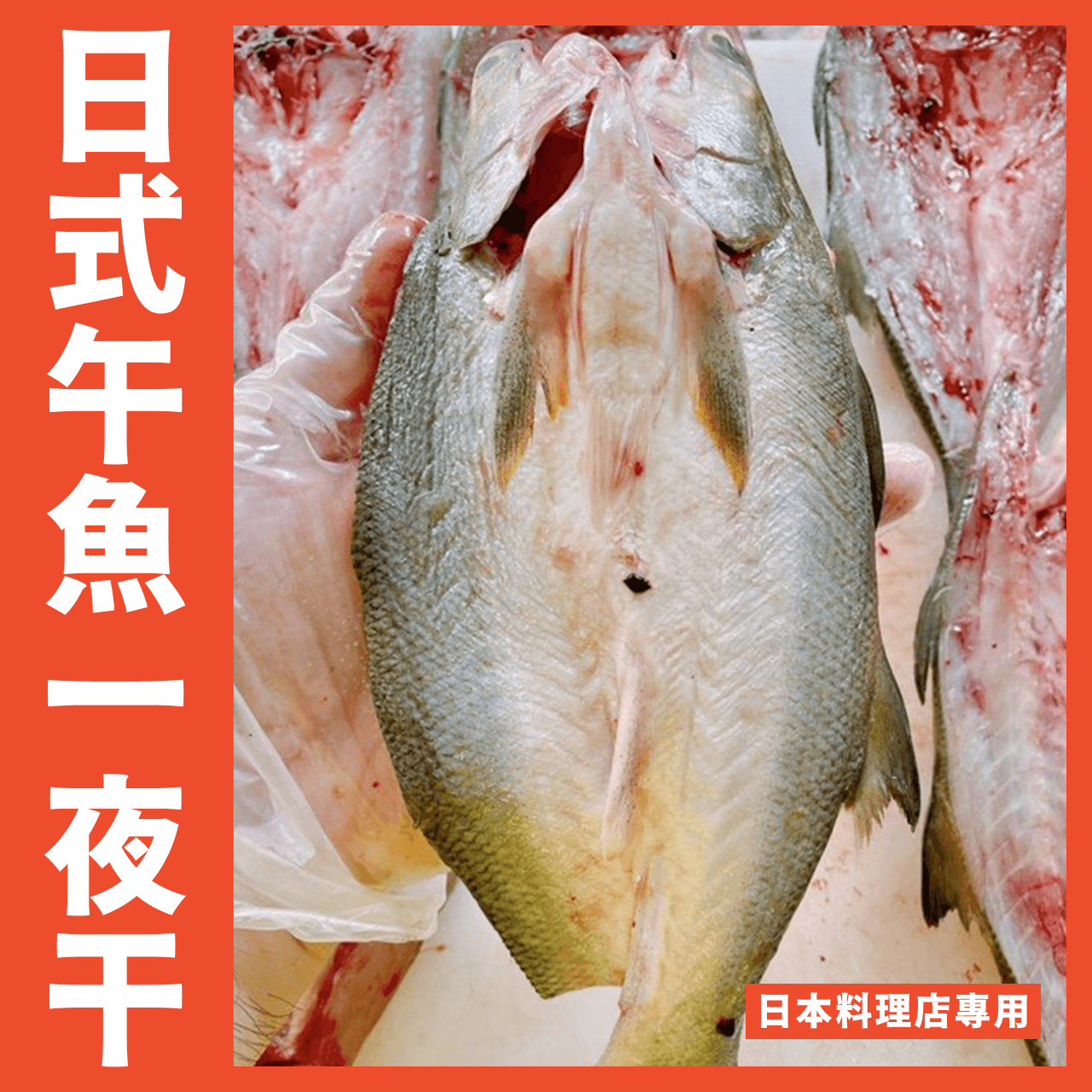 【天天來海鮮】日本料理界頂級午仔魚一夜干250/300g尾