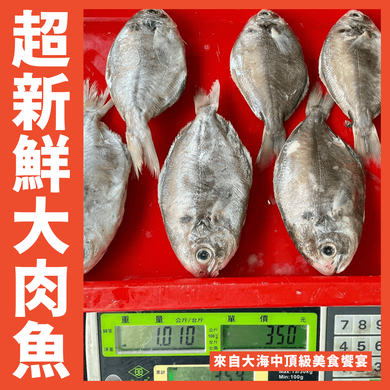 【天天來海鮮】超級大肉魚每尾150g/1公斤