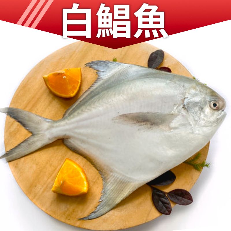 【家適海鮮】白鯧魚 過年最討喜 傳統市場最天價的魚