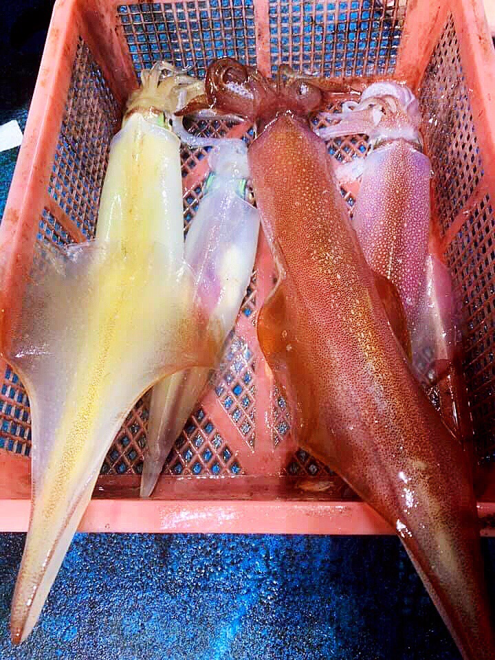 生鮮東北透抽