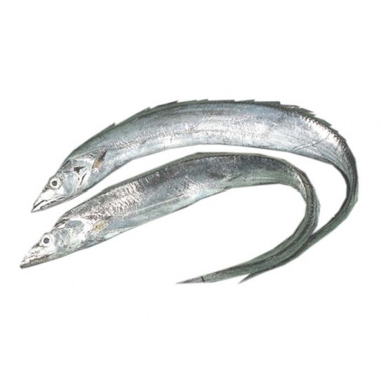本港白帶魚