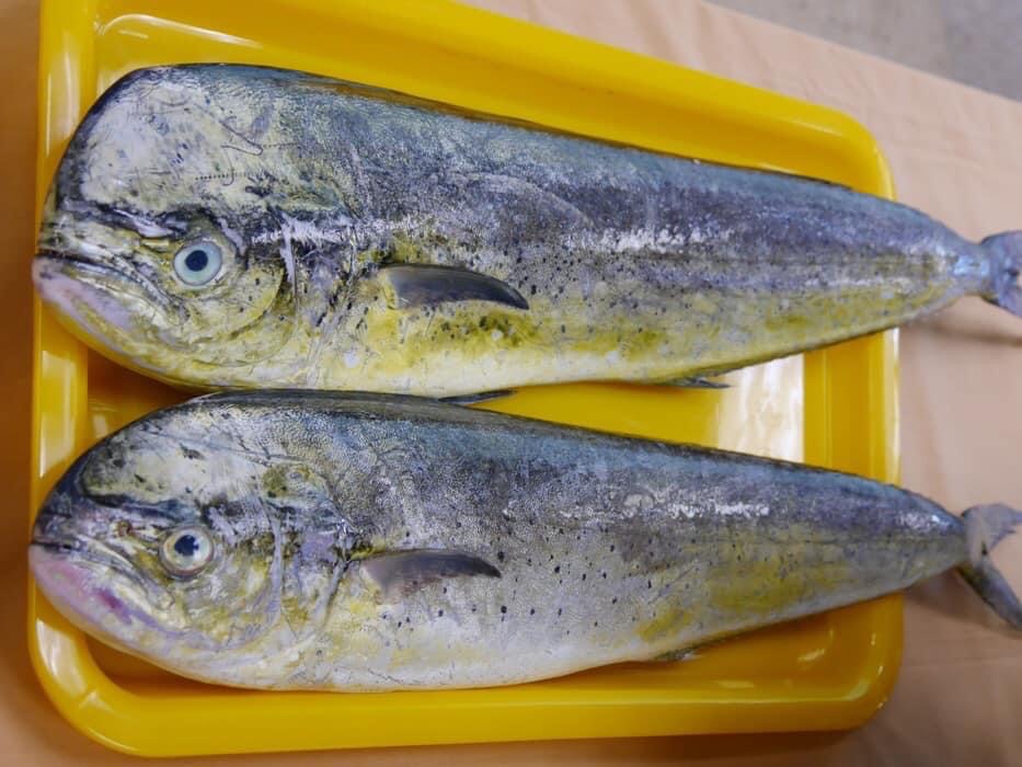 盒裝鬼頭刀魚肉片